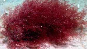 Červené riasy v akváriu - popis, boj s nimi, štruktúra, fotografia, video, reprodukcia